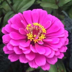 Meet your Posher, Stesha